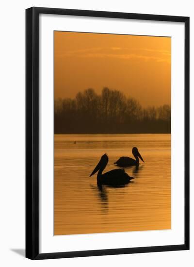 Two Dalmatian Pelicans (Pelecanus Crispus) on Lake Kerkini at Sunrise, Macedonia, Greece-Peltomäki-Framed Premium Photographic Print