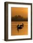 Two Dalmatian Pelicans (Pelecanus Crispus) on Lake Kerkini at Sunrise, Macedonia, Greece-Peltomäki-Framed Photographic Print