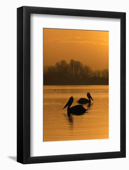 Two Dalmatian Pelicans (Pelecanus Crispus) on Lake Kerkini at Sunrise, Macedonia, Greece-Peltomäki-Framed Photographic Print