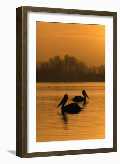 Two Dalmatian Pelicans (Pelecanus Crispus) on Lake Kerkini at Sunrise, Macedonia, Greece-Peltomäki-Framed Photographic Print