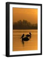 Two Dalmatian Pelicans (Pelecanus Crispus) on Lake Kerkini at Sunrise, Macedonia, Greece-Peltomäki-Framed Photographic Print