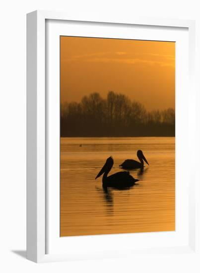 Two Dalmatian Pelicans (Pelecanus Crispus) on Lake Kerkini at Sunrise, Macedonia, Greece-Peltomäki-Framed Photographic Print