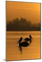 Two Dalmatian Pelicans (Pelecanus Crispus) on Lake Kerkini at Sunrise, Macedonia, Greece-Peltomäki-Mounted Photographic Print