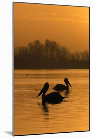 Two Dalmatian Pelicans (Pelecanus Crispus) on Lake Kerkini at Sunrise, Macedonia, Greece-Peltomäki-Mounted Photographic Print