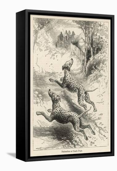 Two Dalmatians Also Known as Coach Dogs Follow and Protect a Carriage-null-Framed Stretched Canvas