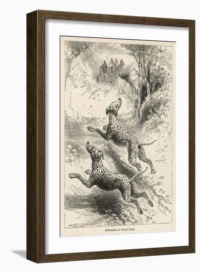 Two Dalmatians Also Known as Coach Dogs Follow and Protect a Carriage-null-Framed Art Print