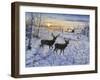 Two Deer in the Moonlight-Jeff Tift-Framed Giclee Print