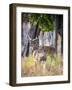 Two deer stags, India-Panoramic Images-Framed Photographic Print