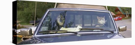 Two Dogs in a Pick-Up Truck, Main Street, Talkeetna, Alaska, USA-null-Stretched Canvas