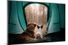 Two Dogs in a Tent in the Forest. Travel with the Pet. Nova Scotia Duck Tolling Retriever and a Jac-Dezy-Mounted Photographic Print