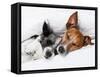 Two Dogs in Love-Javier Brosch-Framed Stretched Canvas