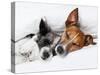 Two Dogs in Love-Javier Brosch-Stretched Canvas