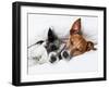 Two Dogs in Love-Javier Brosch-Framed Photographic Print