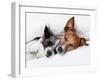 Two Dogs in Love-Javier Brosch-Framed Photographic Print