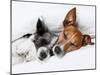 Two Dogs in Love-Javier Brosch-Mounted Photographic Print