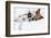 Two Dogs in Love-Javier Brosch-Framed Photographic Print