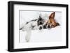 Two Dogs in Love-Javier Brosch-Framed Photographic Print