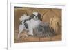 Two Dogs on a Sofa-null-Framed Premium Giclee Print