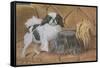 Two Dogs on a Sofa-null-Framed Stretched Canvas