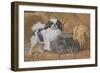 Two Dogs on a Sofa-null-Framed Art Print