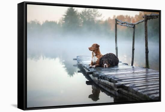 Two Dogs on the Lake in the Morning in the Fog. Animals Breed Nova Scotia Duck Tolling Retriever, T-Dezy-Framed Stretched Canvas