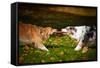 Two Dogs Playing With A Toy Together-Ksuksa-Framed Stretched Canvas