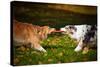 Two Dogs Playing With A Toy Together-Ksuksa-Stretched Canvas