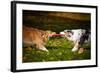 Two Dogs Playing With A Toy Together-Ksuksa-Framed Photographic Print