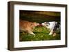 Two Dogs Playing With A Toy Together-Ksuksa-Framed Photographic Print