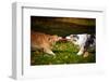 Two Dogs Playing With A Toy Together-Ksuksa-Framed Photographic Print