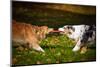 Two Dogs Playing With A Toy Together-Ksuksa-Mounted Photographic Print