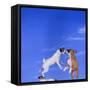Two Dogs Playing-DLILLC-Framed Stretched Canvas