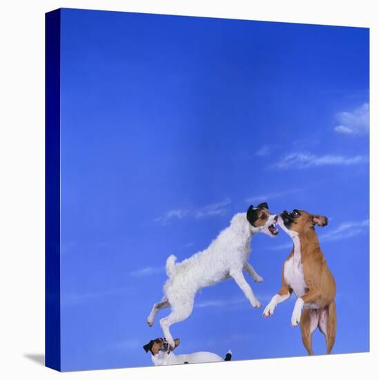 Two Dogs Playing-DLILLC-Stretched Canvas
