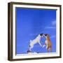 Two Dogs Playing-DLILLC-Framed Photographic Print