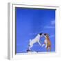 Two Dogs Playing-DLILLC-Framed Photographic Print