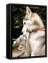 Two Dogs, Siberian Husky Breed, Play with Each Other-null-Framed Stretched Canvas