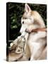 Two Dogs, Siberian Husky Breed, Play with Each Other-null-Stretched Canvas