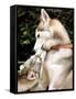 Two Dogs, Siberian Husky Breed, Play with Each Other-null-Framed Stretched Canvas