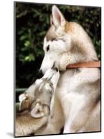 Two Dogs, Siberian Husky Breed, Play with Each Other-null-Mounted Photographic Print