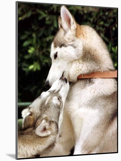 Two Dogs, Siberian Husky Breed, Play with Each Other-null-Mounted Photographic Print