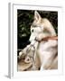 Two Dogs, Siberian Husky Breed, Play with Each Other-null-Framed Photographic Print