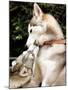 Two Dogs, Siberian Husky Breed, Play with Each Other-null-Mounted Photographic Print