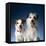 Two dogs sticking out their tongues-Christopher C Collins-Framed Stretched Canvas