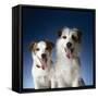 Two dogs sticking out their tongues-Christopher C Collins-Framed Stretched Canvas