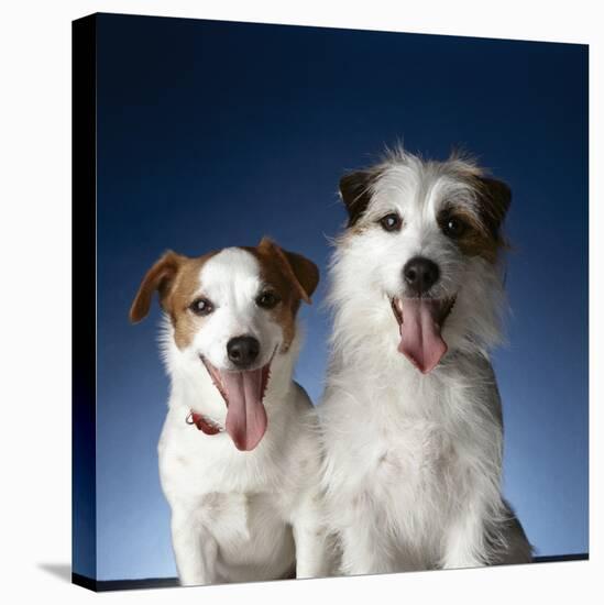 Two dogs sticking out their tongues-Christopher C Collins-Stretched Canvas