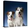 Two dogs sticking out their tongues-Christopher C Collins-Stretched Canvas