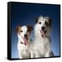 Two dogs sticking out their tongues-Christopher C Collins-Framed Stretched Canvas