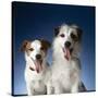 Two dogs sticking out their tongues-Christopher C Collins-Stretched Canvas