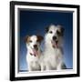 Two dogs sticking out their tongues-Christopher C Collins-Framed Photographic Print