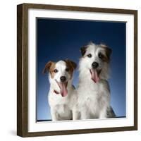 Two dogs sticking out their tongues-Christopher C Collins-Framed Photographic Print